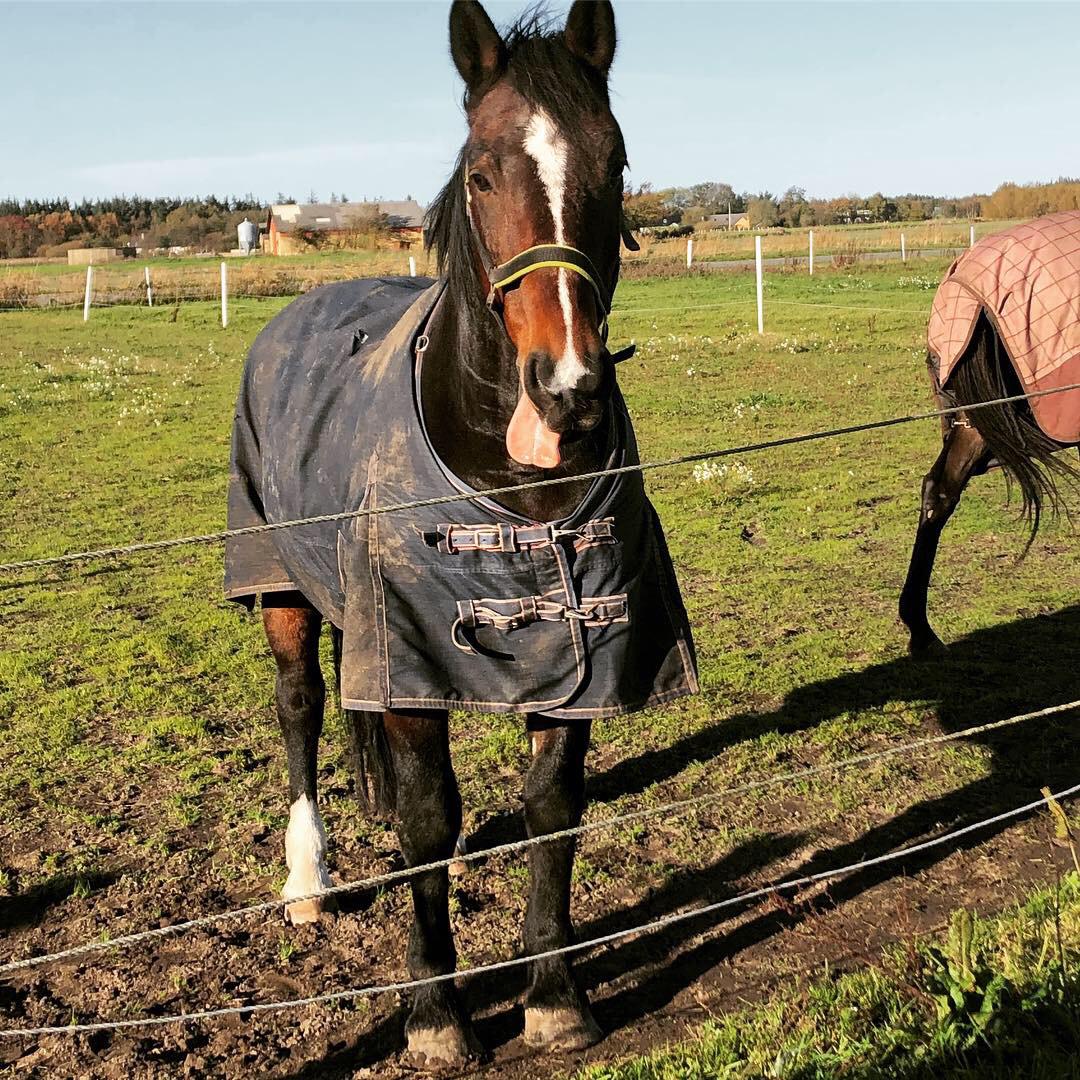 Anden særlig race Bølle. billede 18