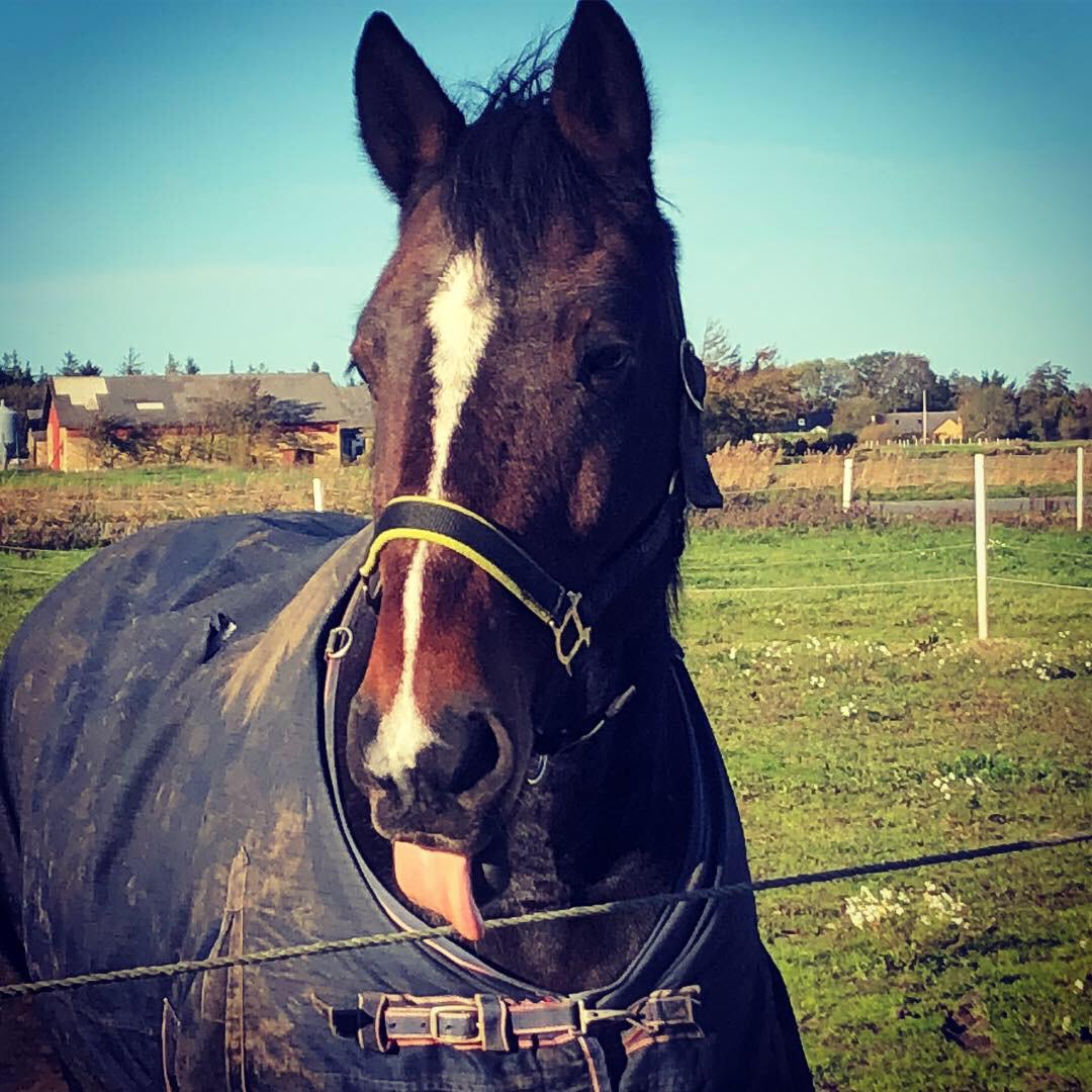 Anden særlig race Bølle. billede 19