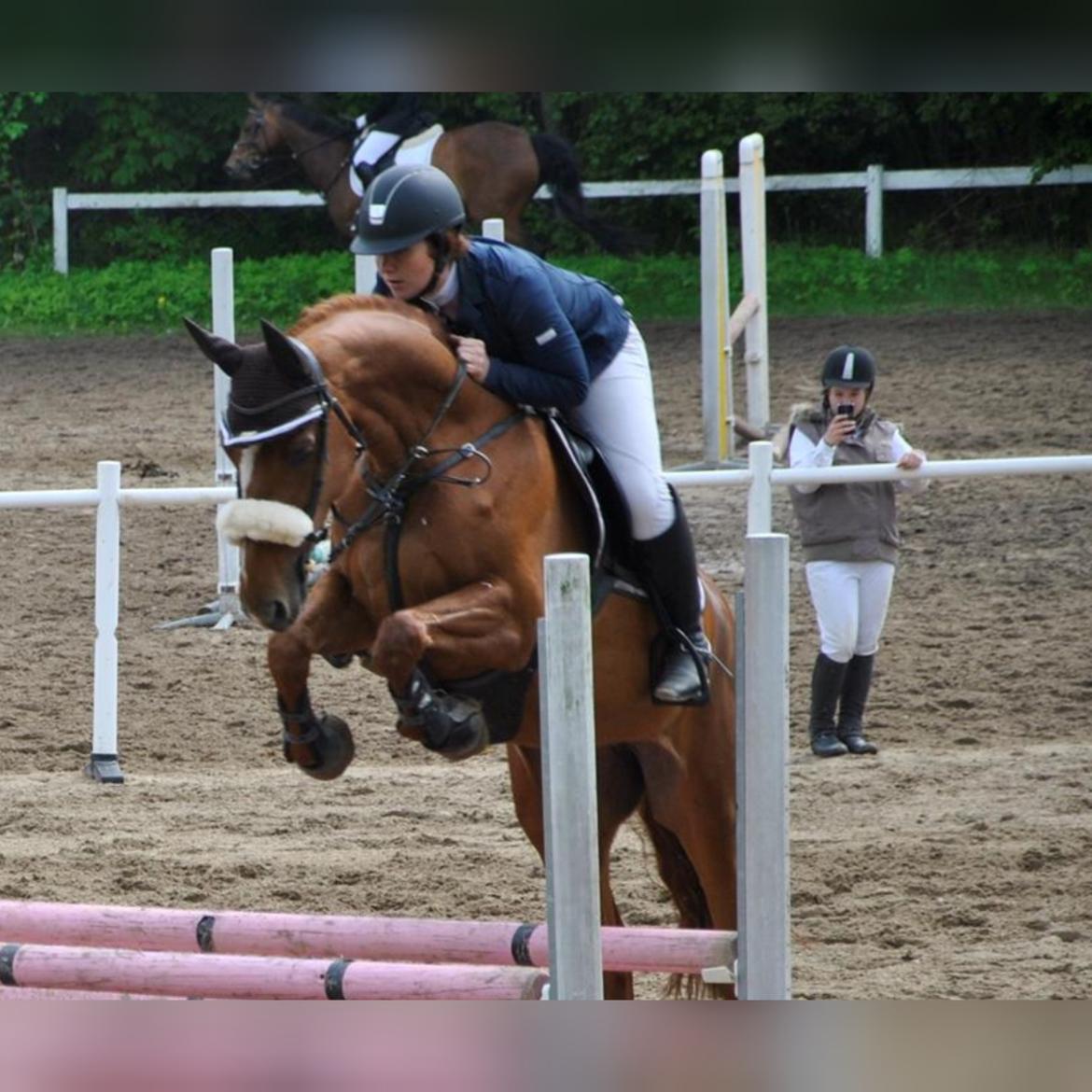 Dansk Varmblod Fiona billede 12