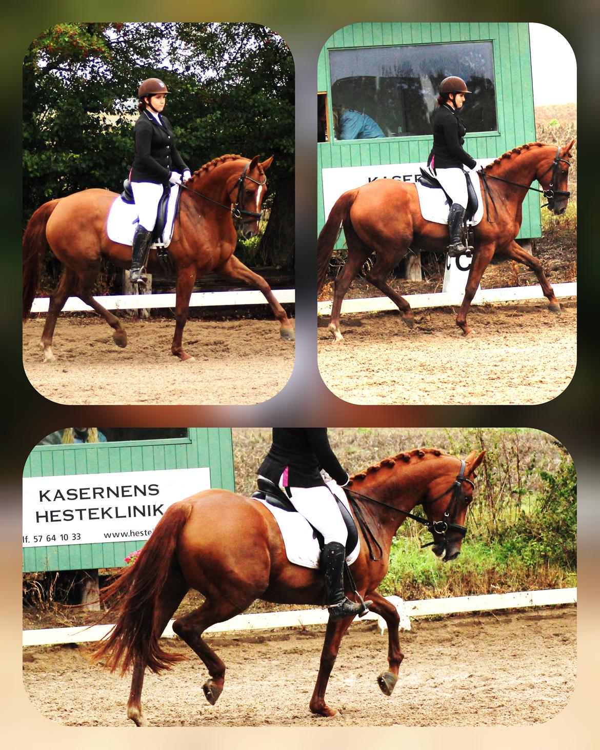 Dansk Varmblod Fiona billede 13