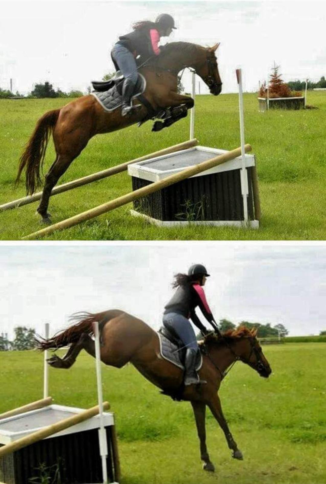 Dansk Varmblod Fiona billede 14