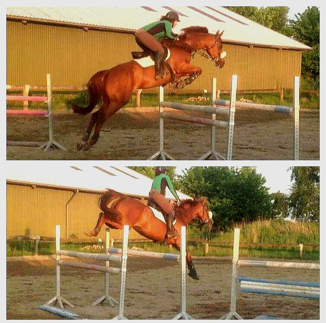 Dansk Varmblod Fiona billede 15