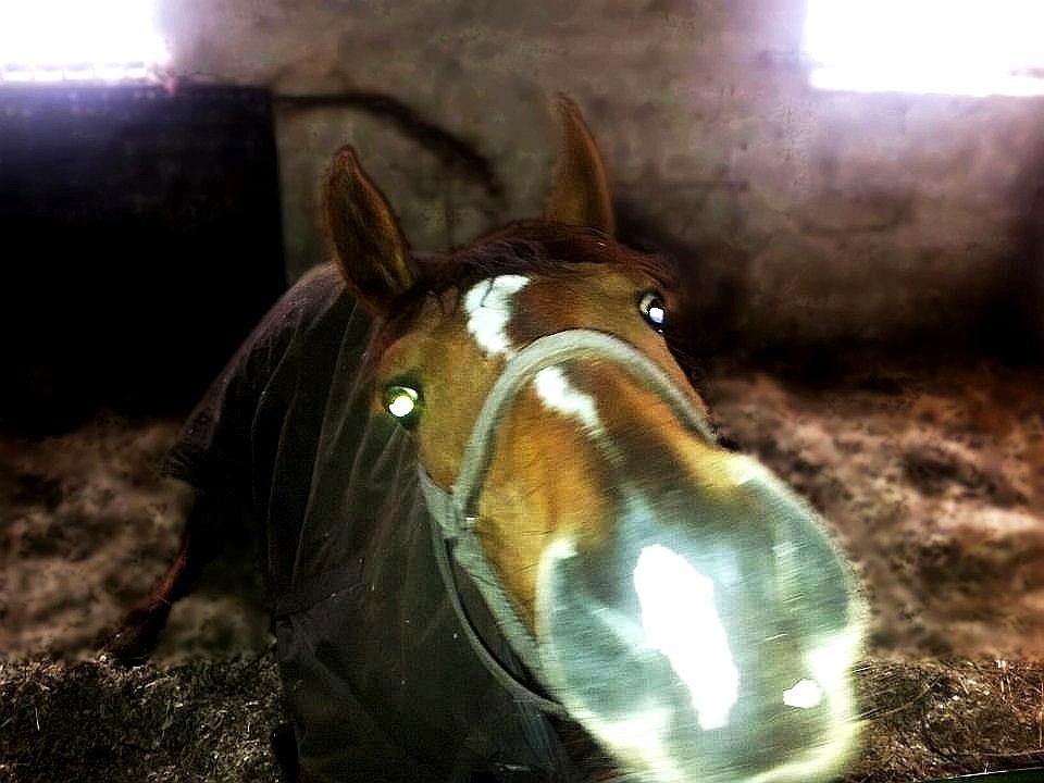 Dansk Varmblod Fiona billede 16