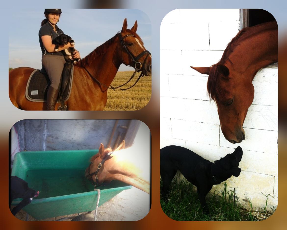 Dansk Varmblod Fiona - mine to prinsesser billede 17