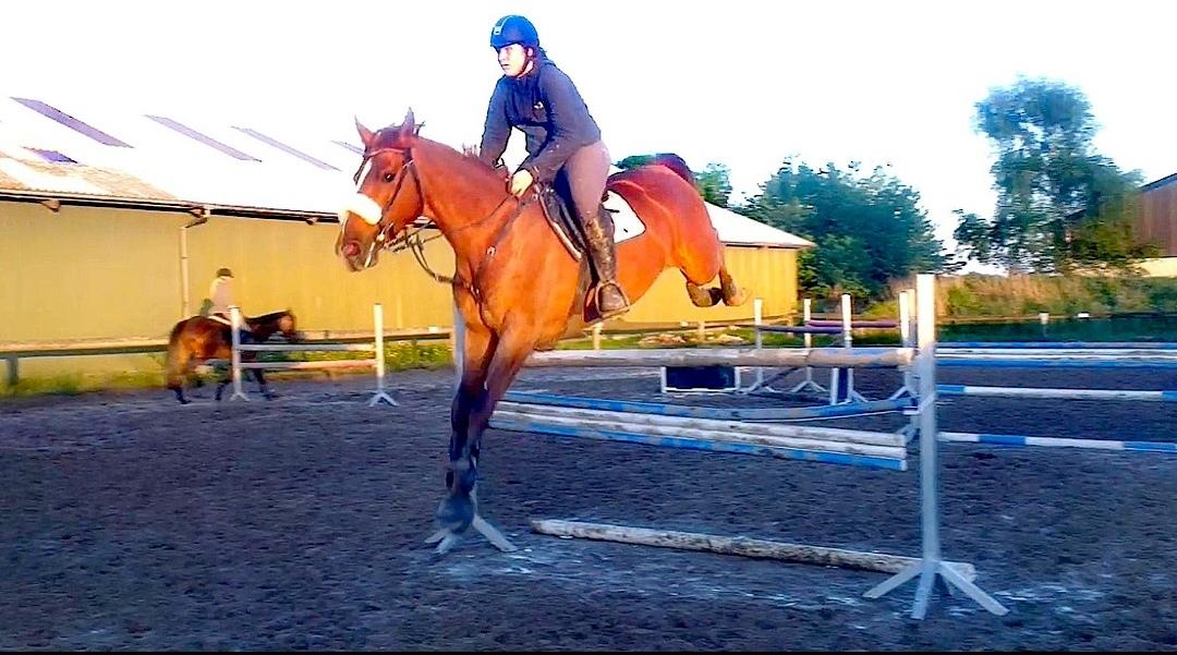 Dansk Varmblod Fiona billede 18