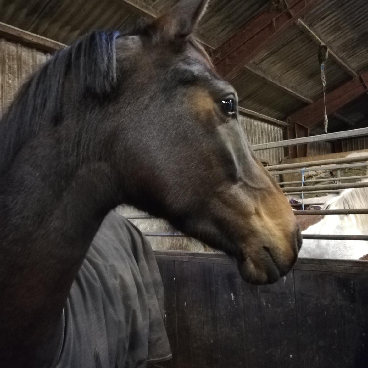 DSP Højs Don Selik  billede 17