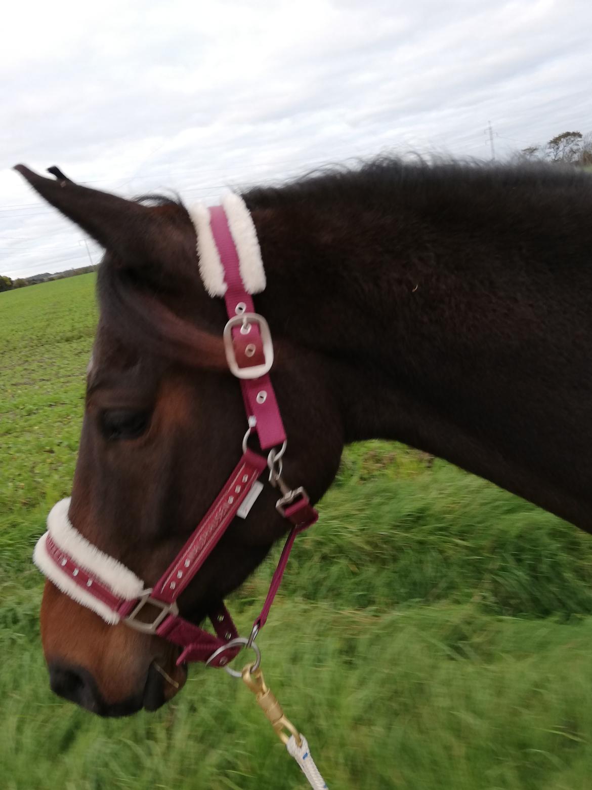 DSP Højs Don Selik  billede 18