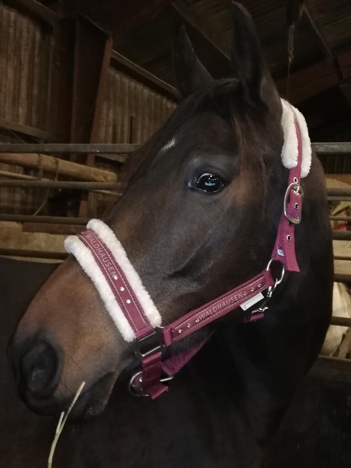 DSP Højs Don Selik  billede 19