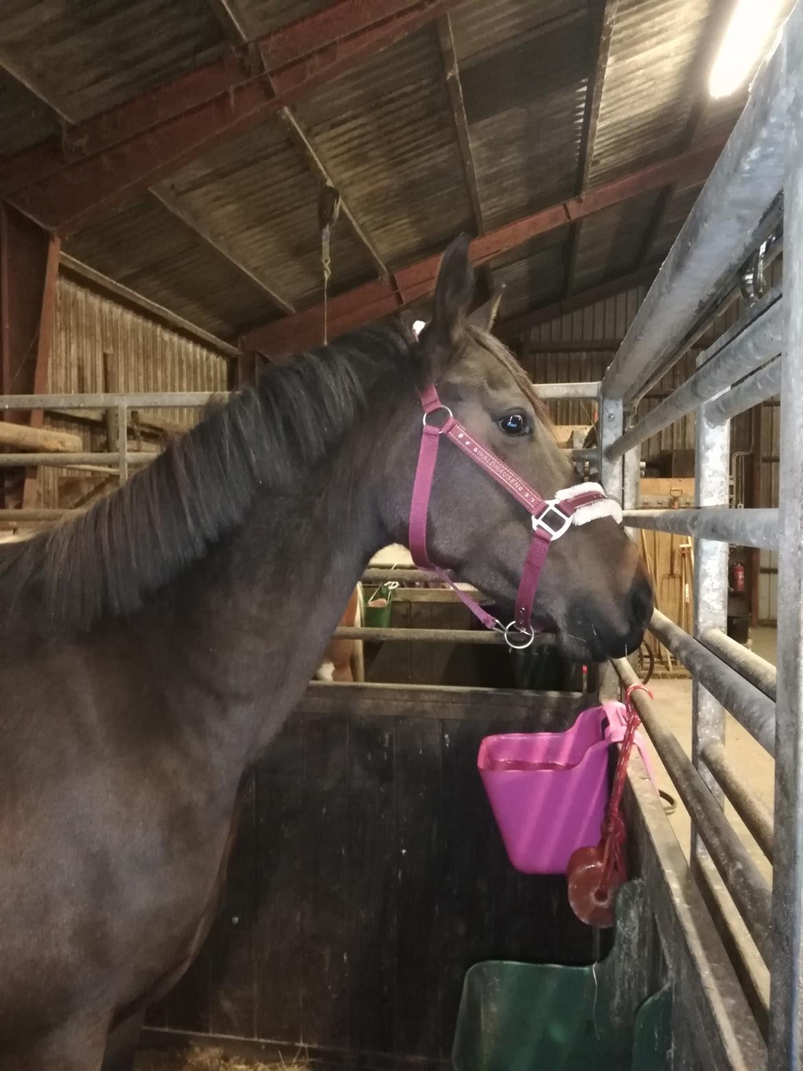 DSP Højs Don Selik  billede 20