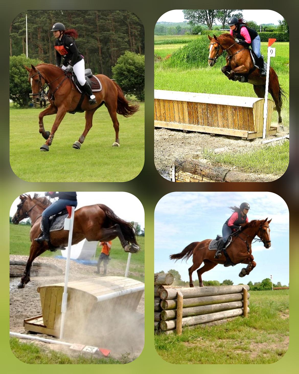 Dansk Varmblod Fiona billede 19