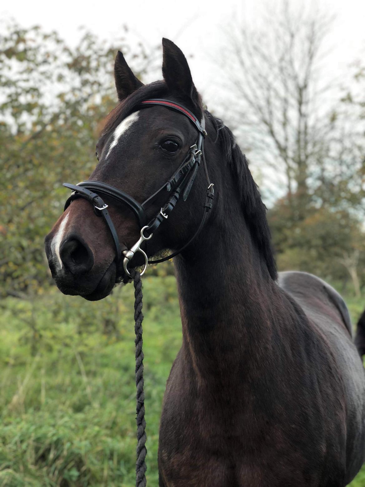 Knabstrupper Jamaicas drøm billede 14