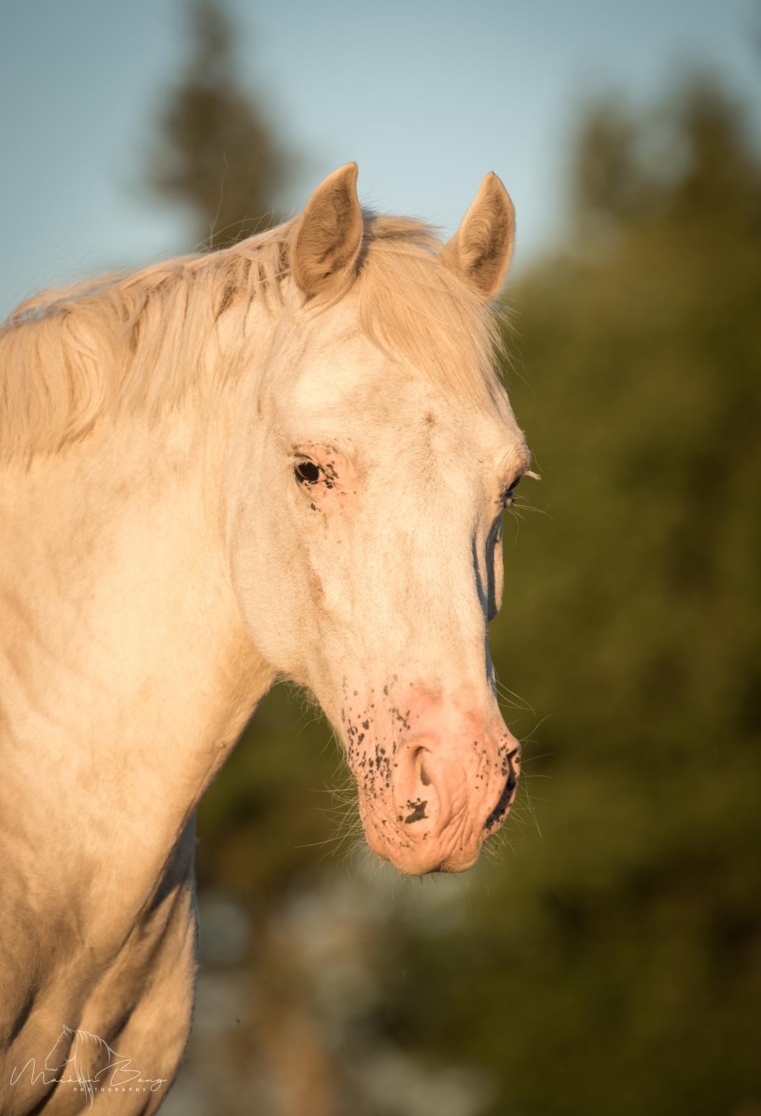 Anden særlig race Peter Plys - Sommer 2018 - Foto: Maiken Bang Photography billede 16