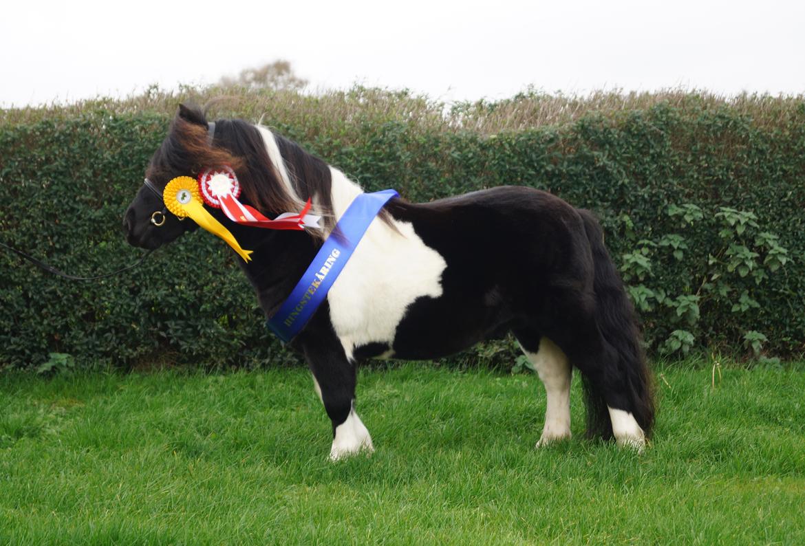 Shetlænder Skovmosens cartier billede 1