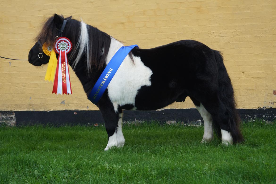 Shetlænder Skovmosens cartier billede 3