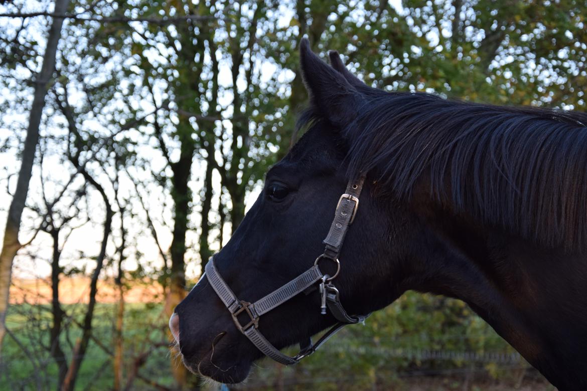 Dansk Varmblod Beatrix Halsnæs billede 2