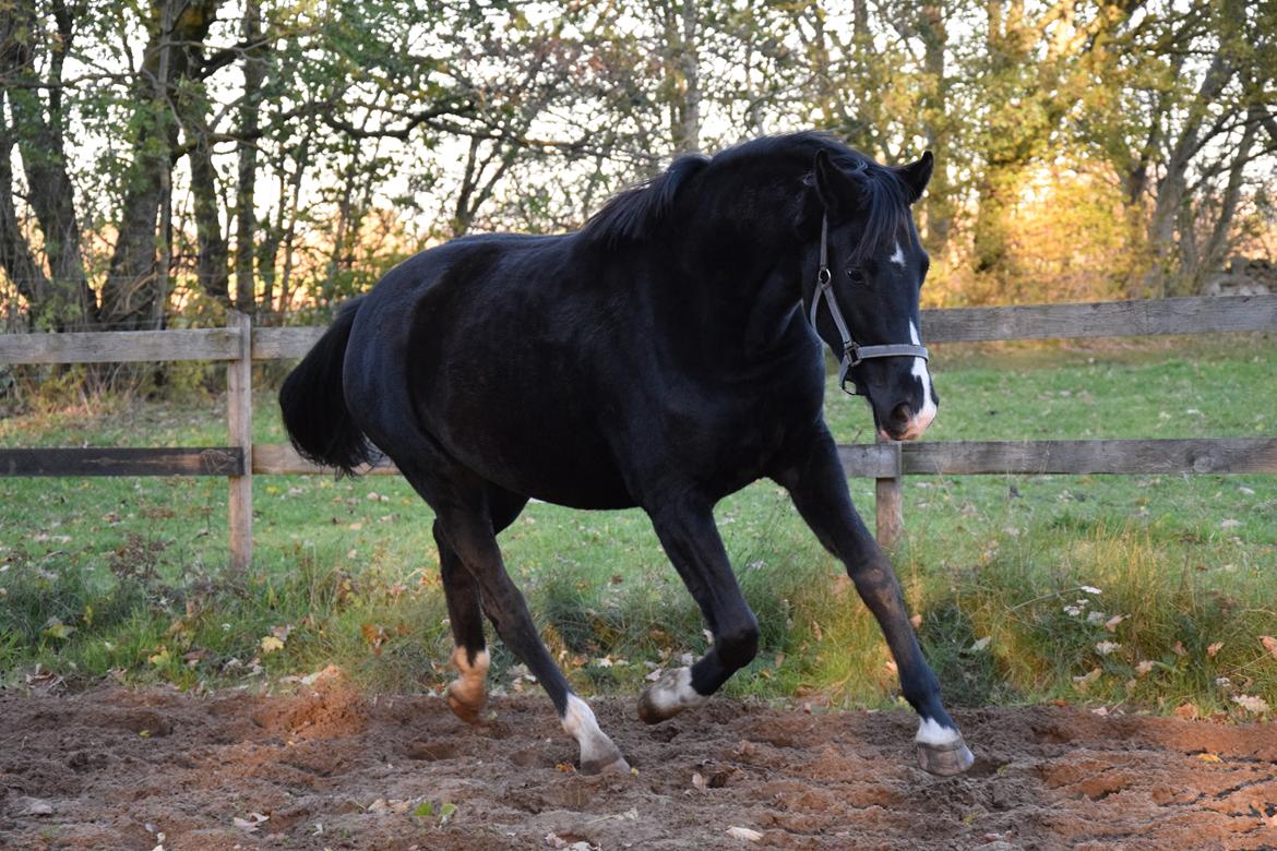 Dansk Varmblod Beatrix Halsnæs billede 9