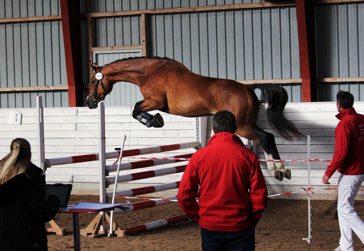 Dansk Varmblod Suzie Q billede 5