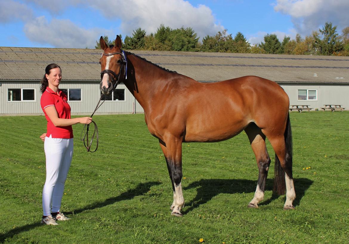 Dansk Varmblod Suzie Q billede 4