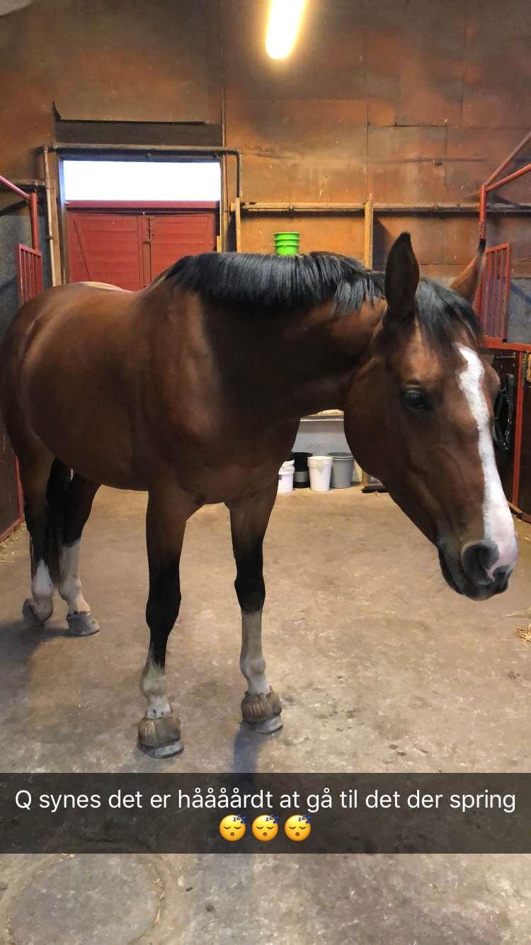 Dansk Varmblod Suzie Q billede 11