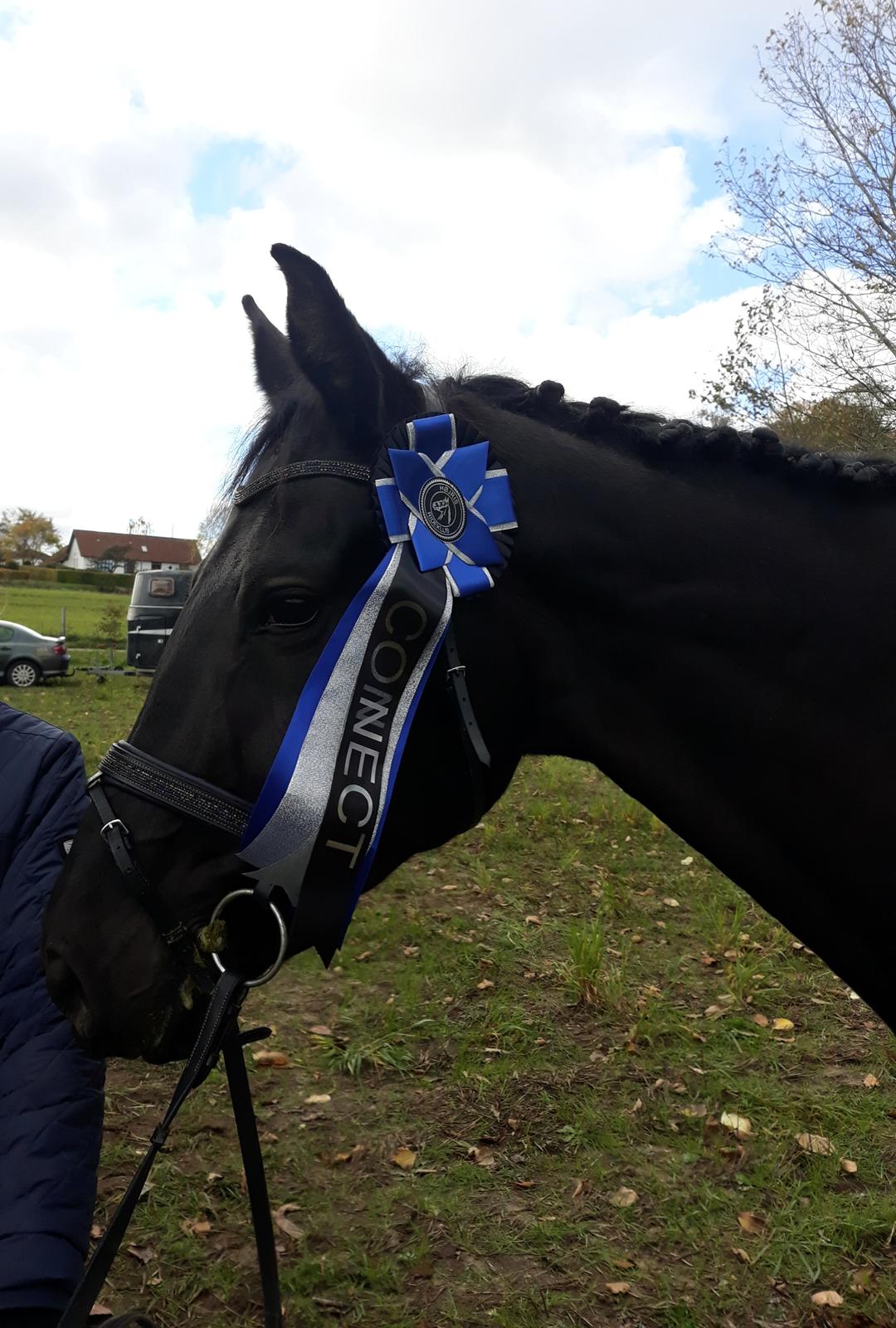 Tysk Oldenburger She's got the look  billede 18