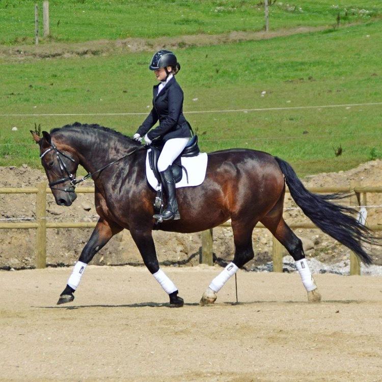 Oldenborg Dixie af Vidkær billede 17