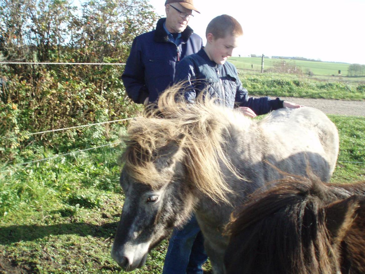 Knabstrupper Rughavens abby billede 22