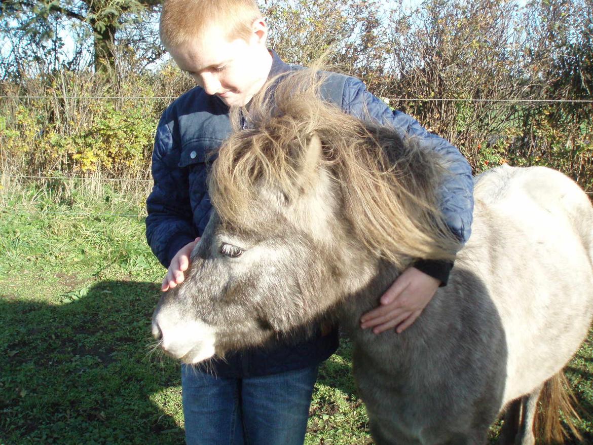 Knabstrupper Rughavens abby billede 23