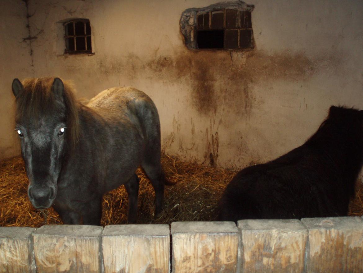 Knabstrupper Rughavens abby billede 25