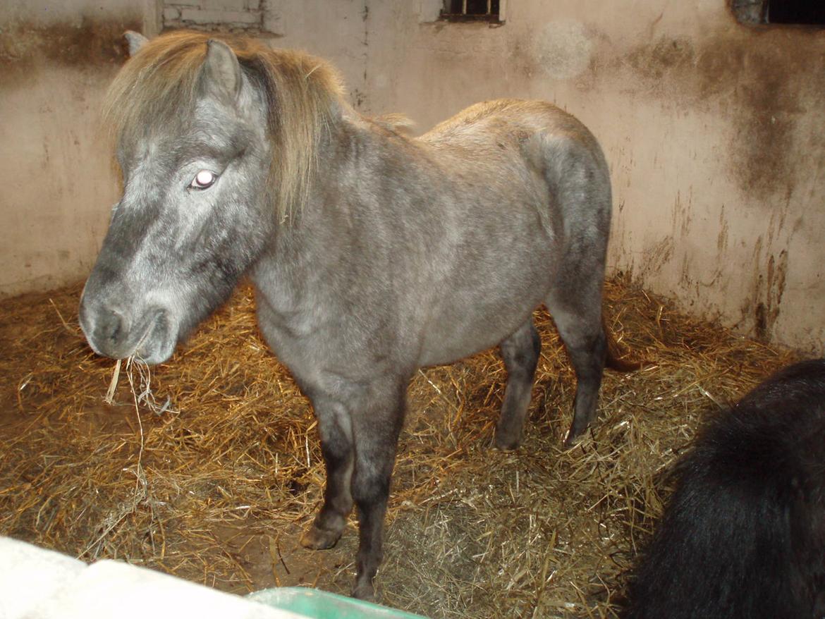 Knabstrupper Rughavens abby billede 26