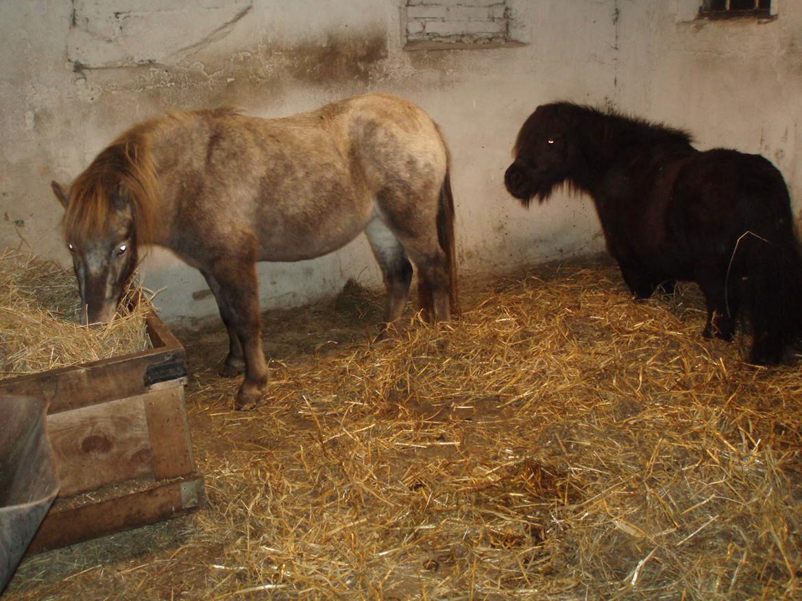 Knabstrupper Rughavens abby billede 28