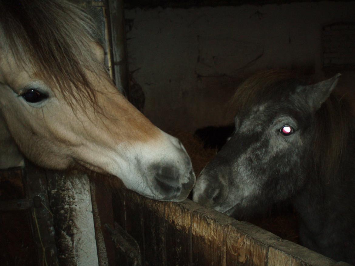 Knabstrupper Rughavens abby billede 27