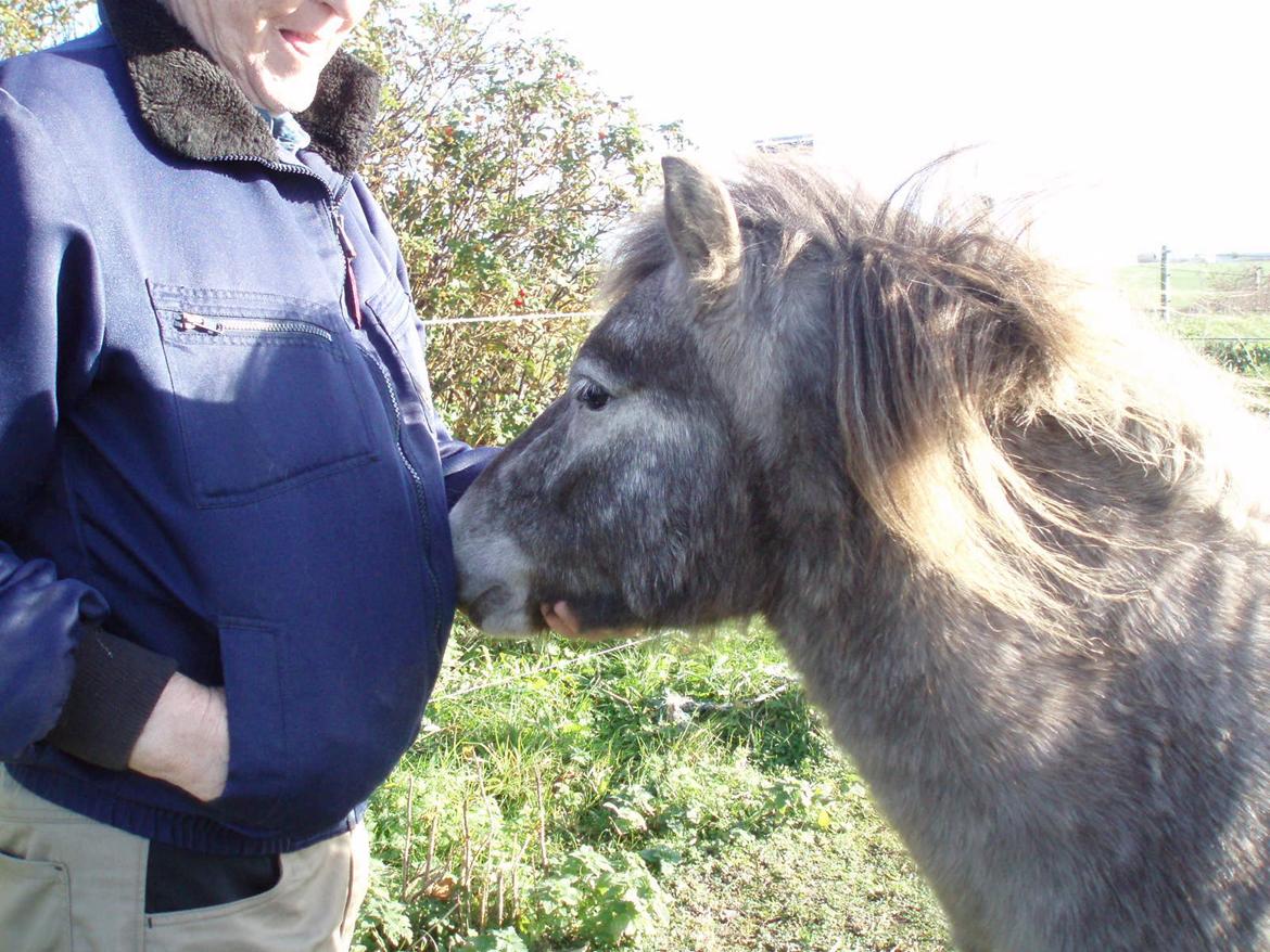 Knabstrupper Rughavens abby - Abby var Harrys hest helt fra første gang billede 3
