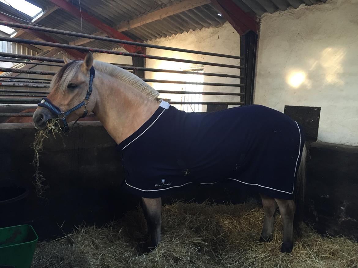 Fjordhest Åskar fjordlyst - 14-10-18 billede 11