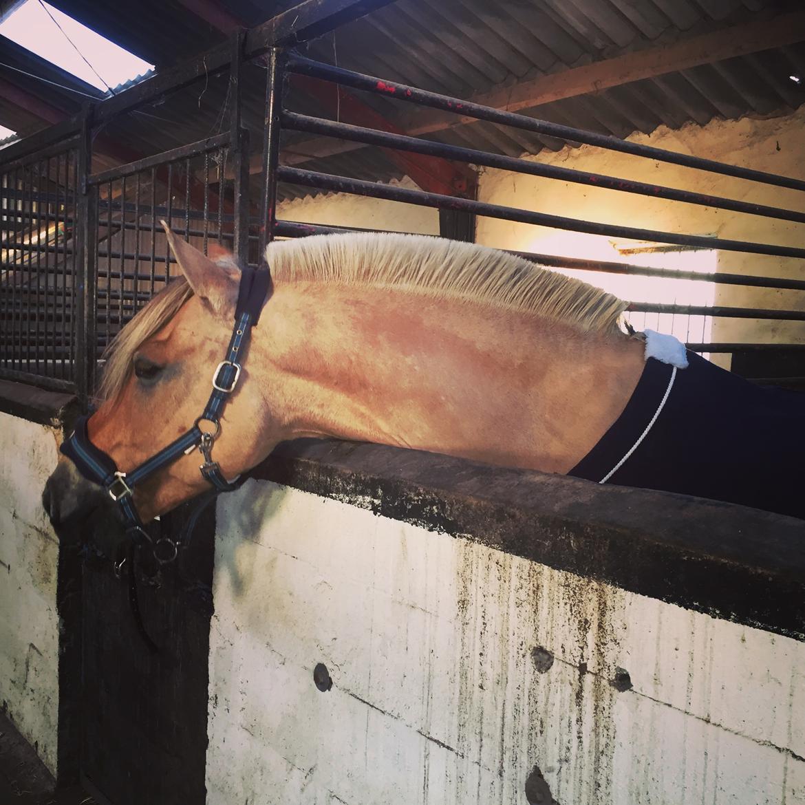 Fjordhest Åskar fjordlyst - 14-10-18 billede 19