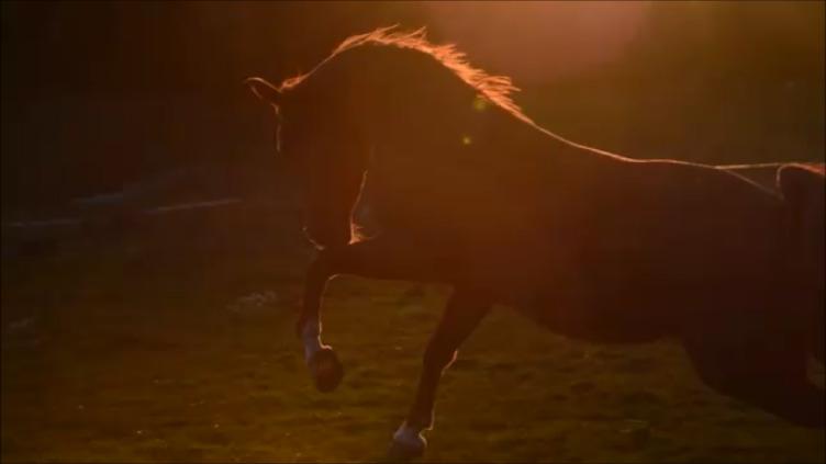 Arabisk fuldblod (OX) Ivalina Wind - d. 27 Oktober 2018 - Min Smukke Ivalina 4½ år <3 billede 16