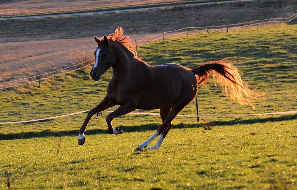 Arabisk fuldblod (OX) Ivalina Wind - d. 27 Oktober 2018 - Min Smukke Ivalina 4½ år <3 billede 13
