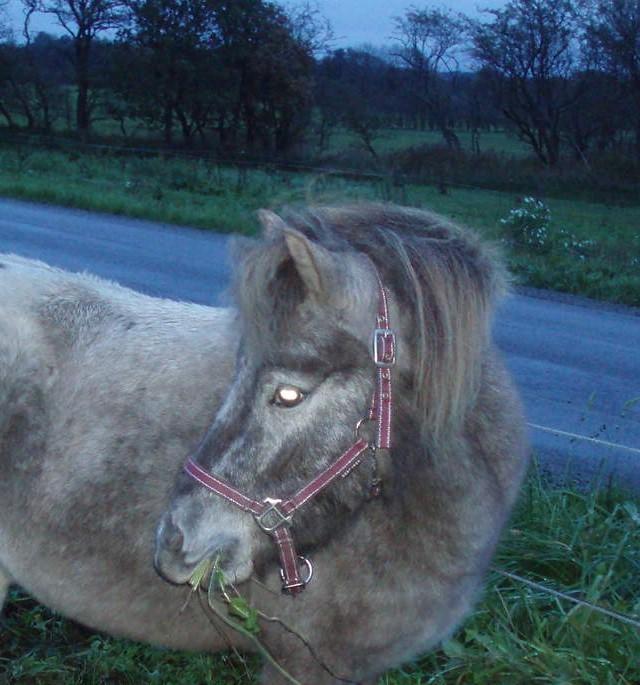 Knabstrupper Rughavens abby - første morgen ved os søde Abby billede 18