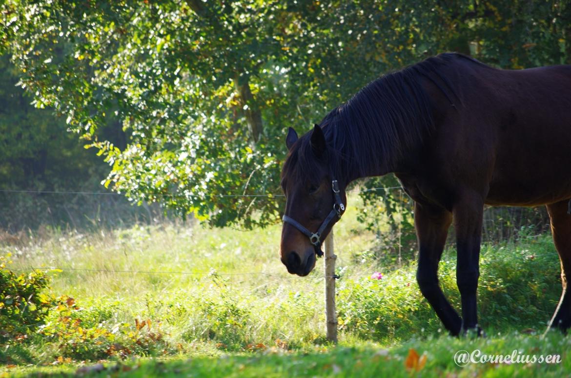 Traver Oasis Simoni billede 9