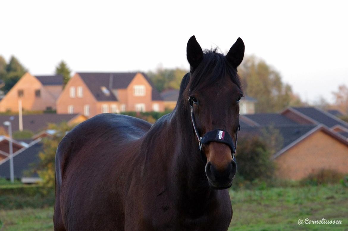 Traver Oasis Simoni billede 12