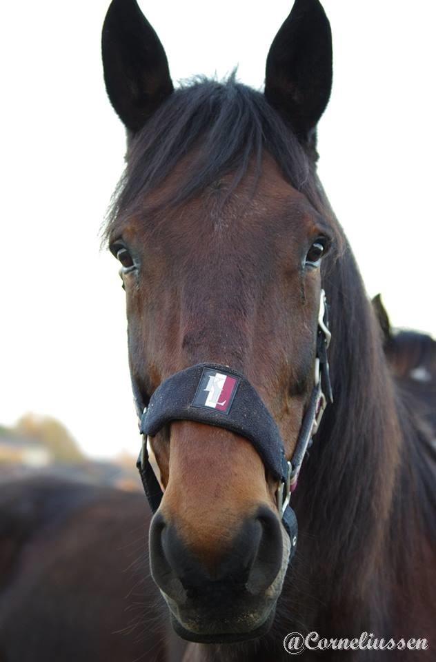 Traver Oasis Simoni billede 15