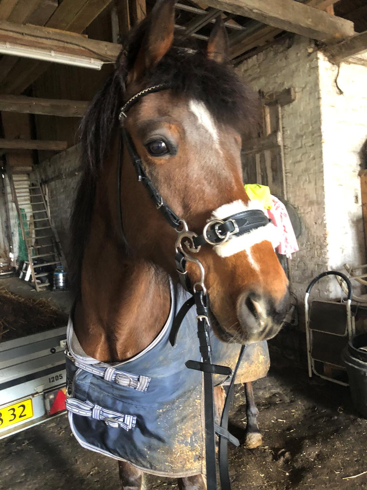 Anden særlig race Simba billede 3