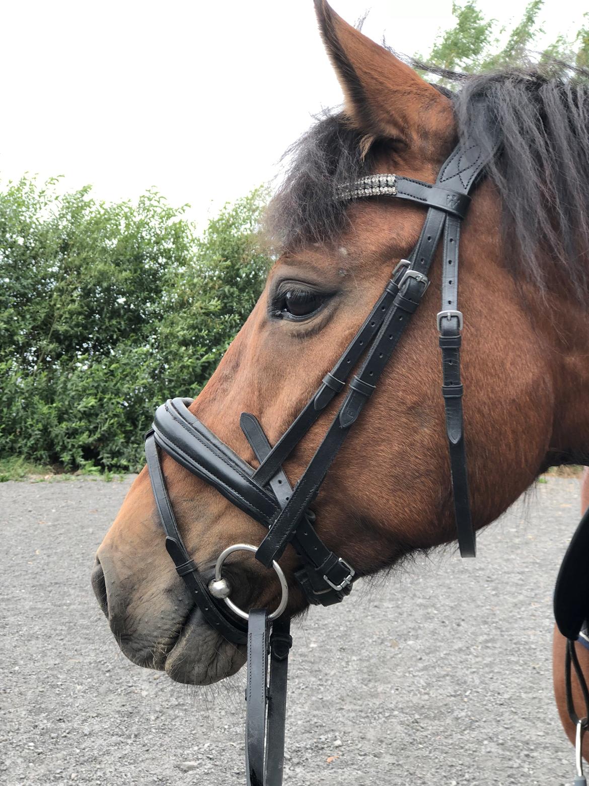 Anden særlig race Simba billede 1