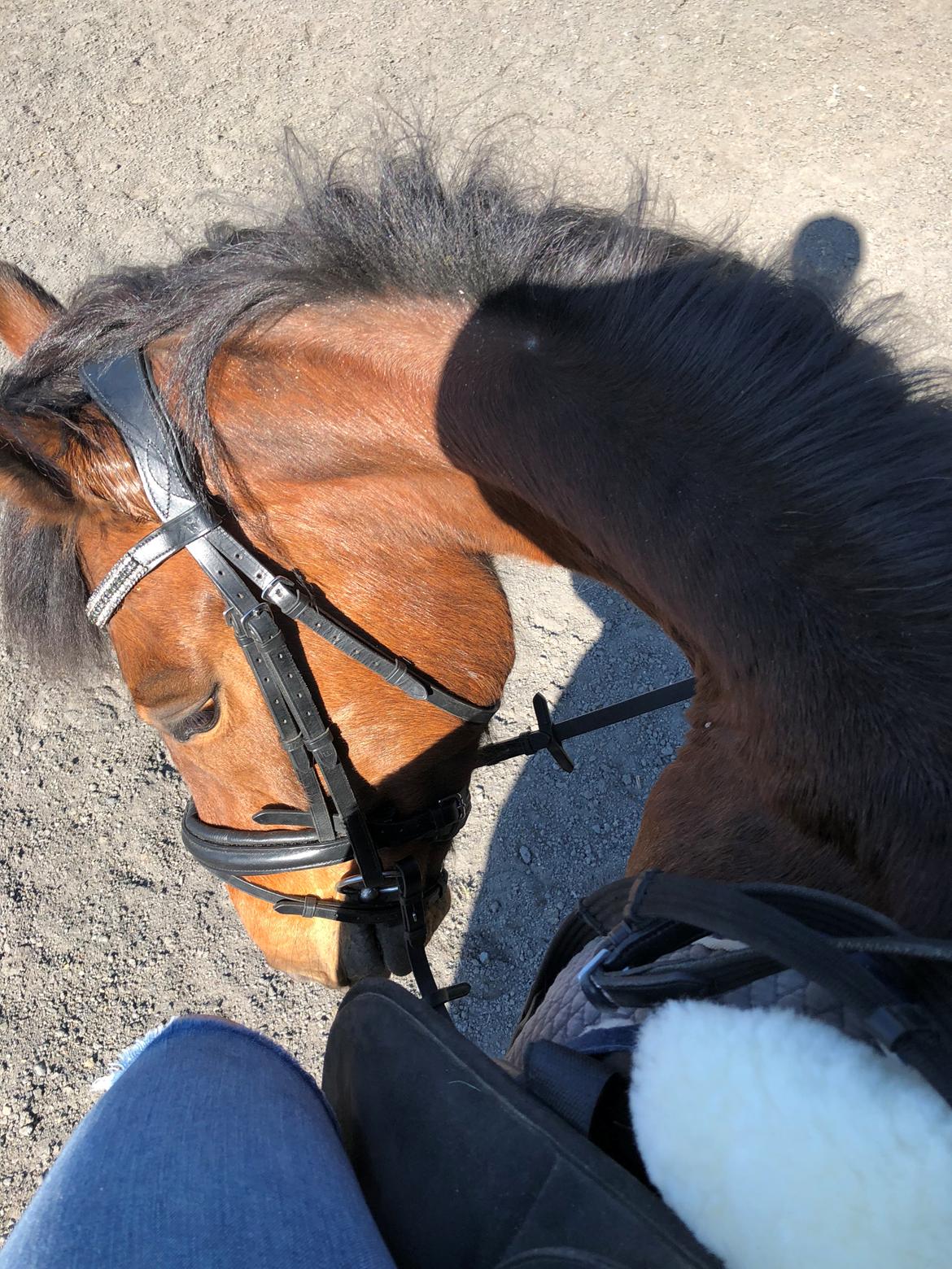 Anden særlig race Simba billede 5