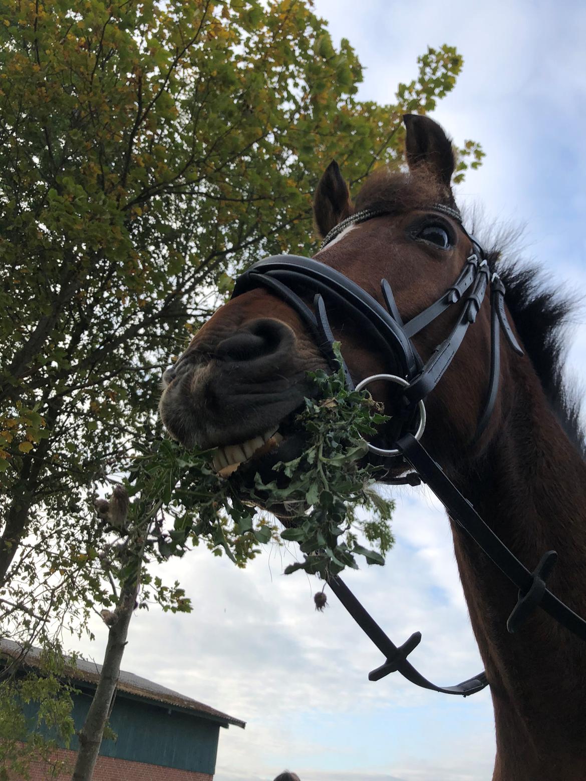 Anden særlig race Simba billede 7