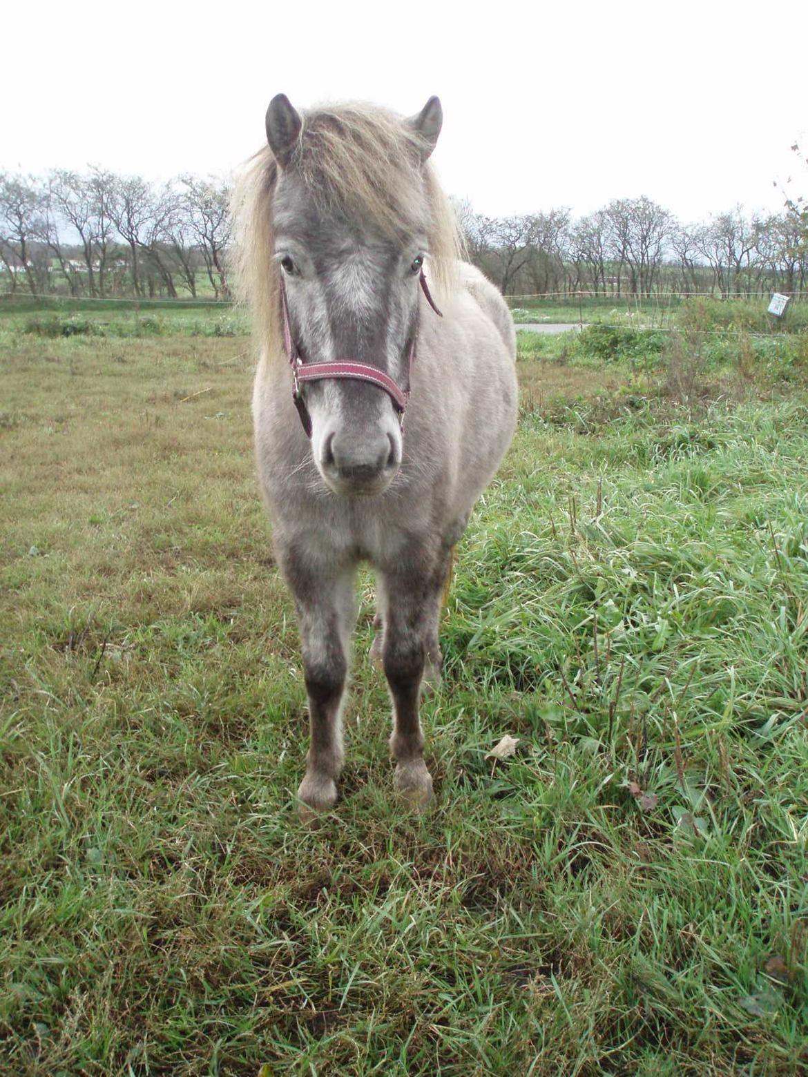 Knabstrupper Rughavens abby billede 9