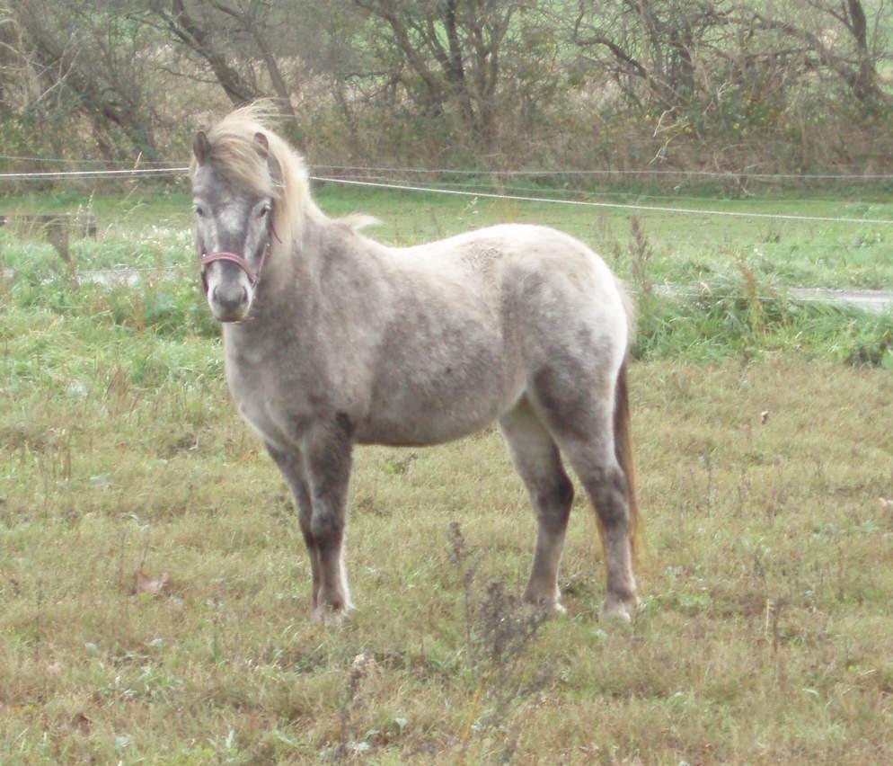 Knabstrupper Rughavens abby billede 5