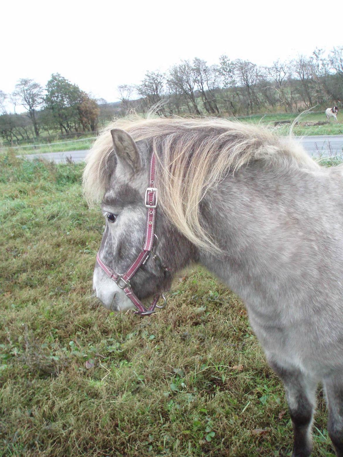 Knabstrupper Rughavens abby billede 20