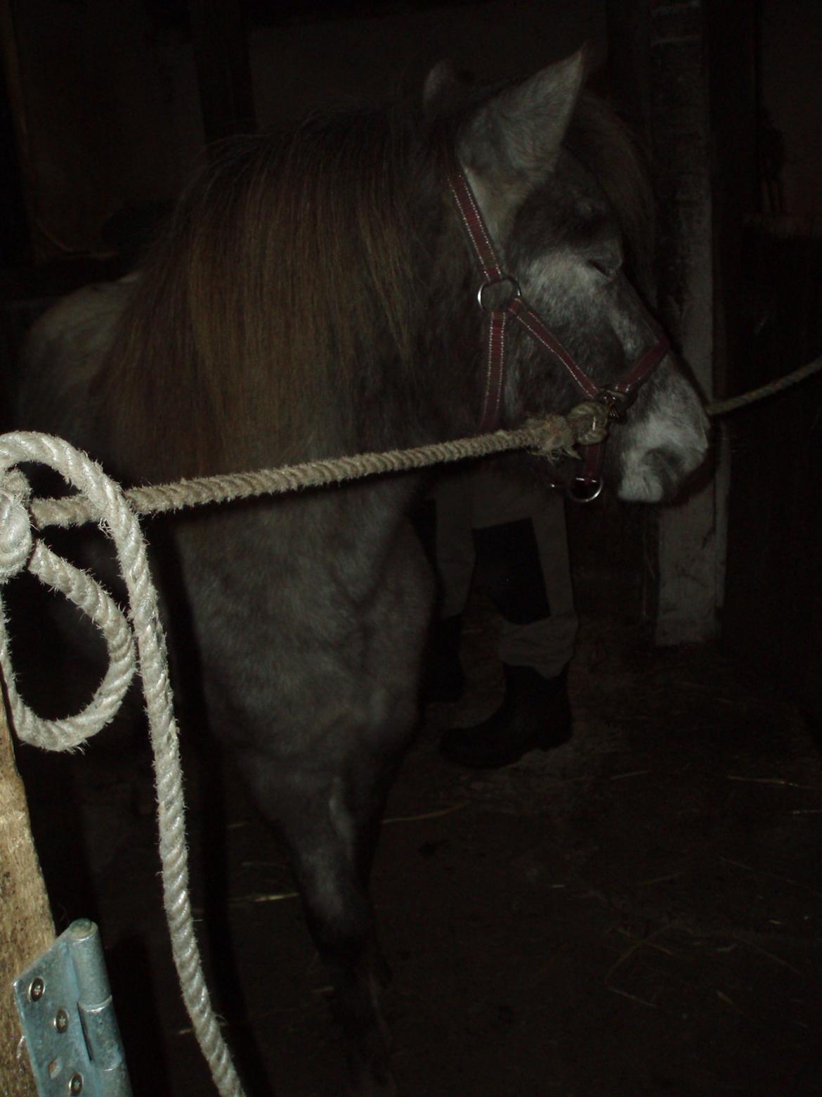 Knabstrupper Rughavens abby - Ingen skal komme og sige Abby ikke kan li det her billede 19