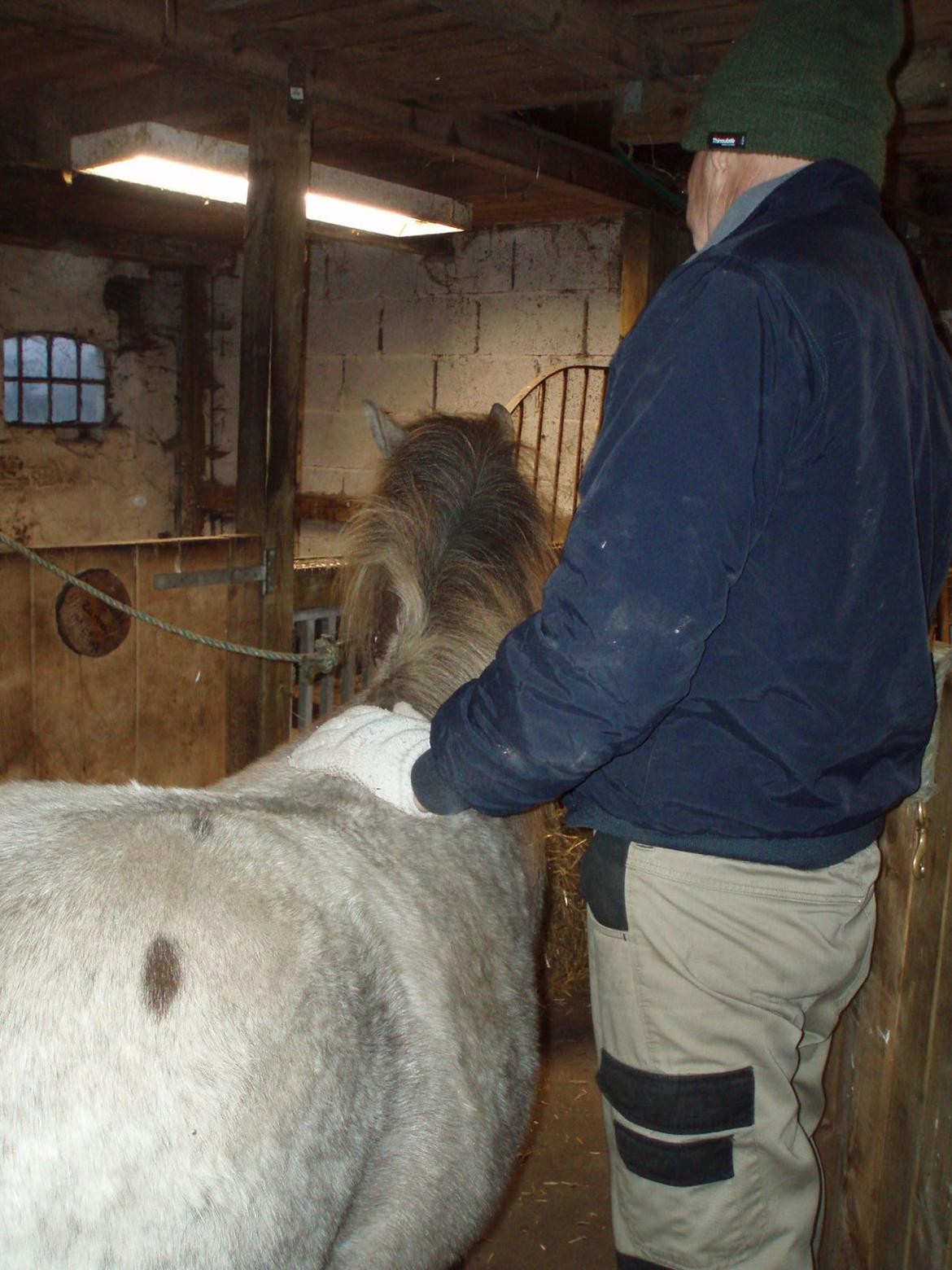 Knabstrupper Rughavens abby billede 10