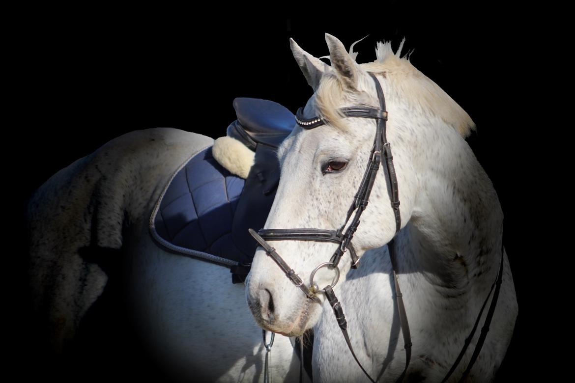 Anden særlig race Happy billede 16